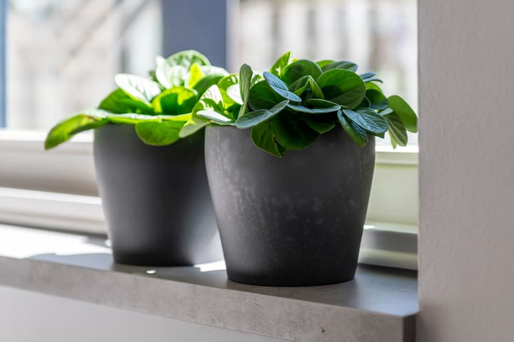 Foto 19 van Vlagzalm 11