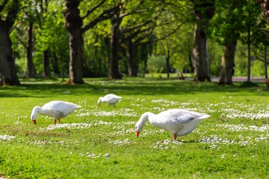 Foto 53 van Talingstraat 160-A