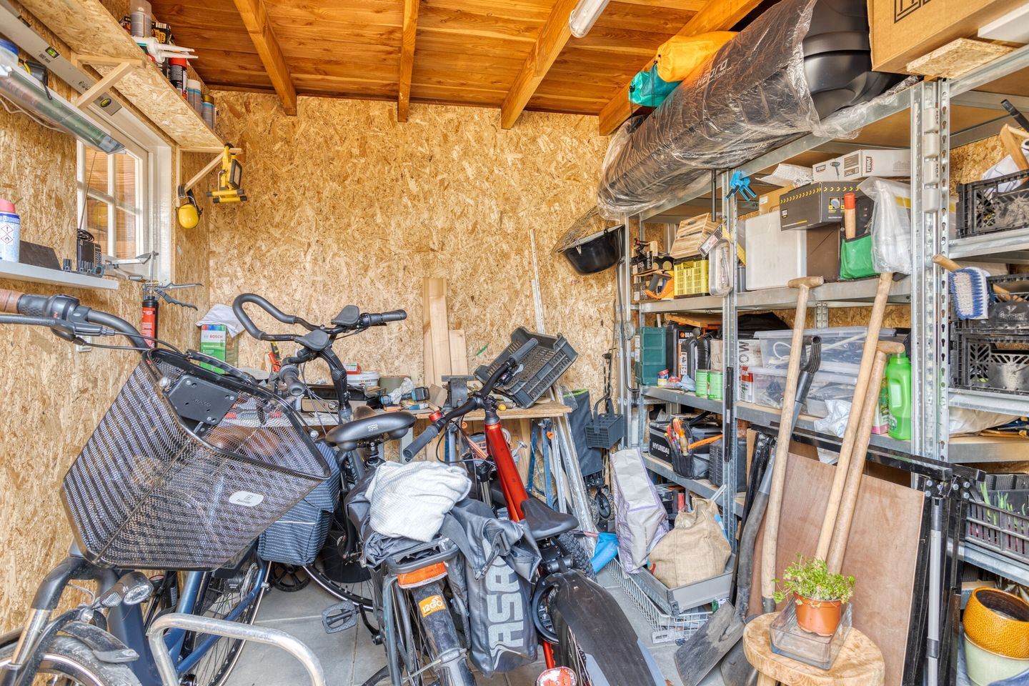 Photo 34 of Forsythia 32