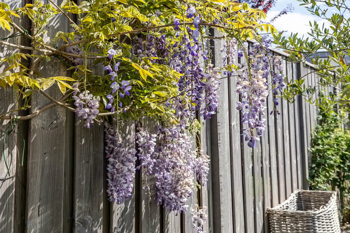 Foto 57 van Elfenbank 7