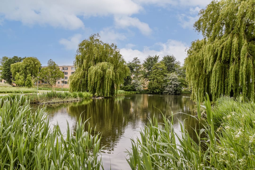 Photo 23 of Burgemeester Kieboomlaan 12