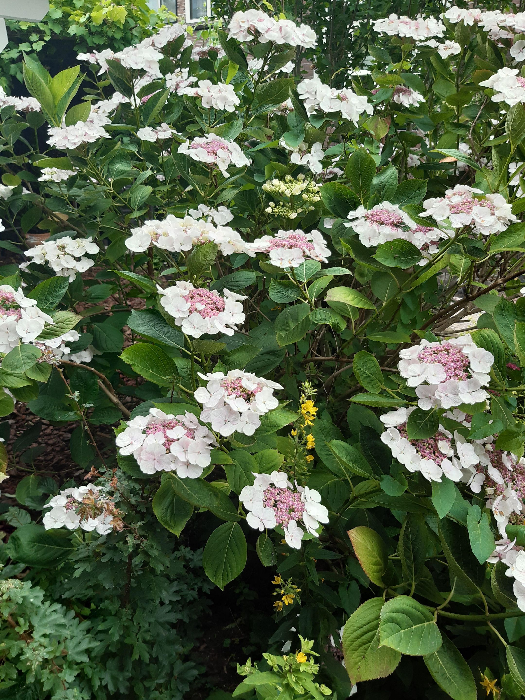 Foto 36 van Steenbakkersstraat 48