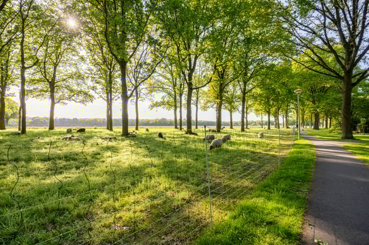 Foto 45 van Meeuwenlaan 9