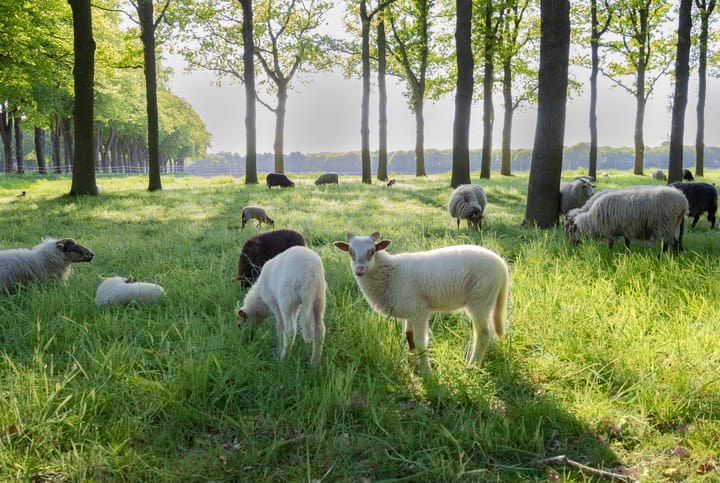 Foto 46 van Meeuwenlaan 9