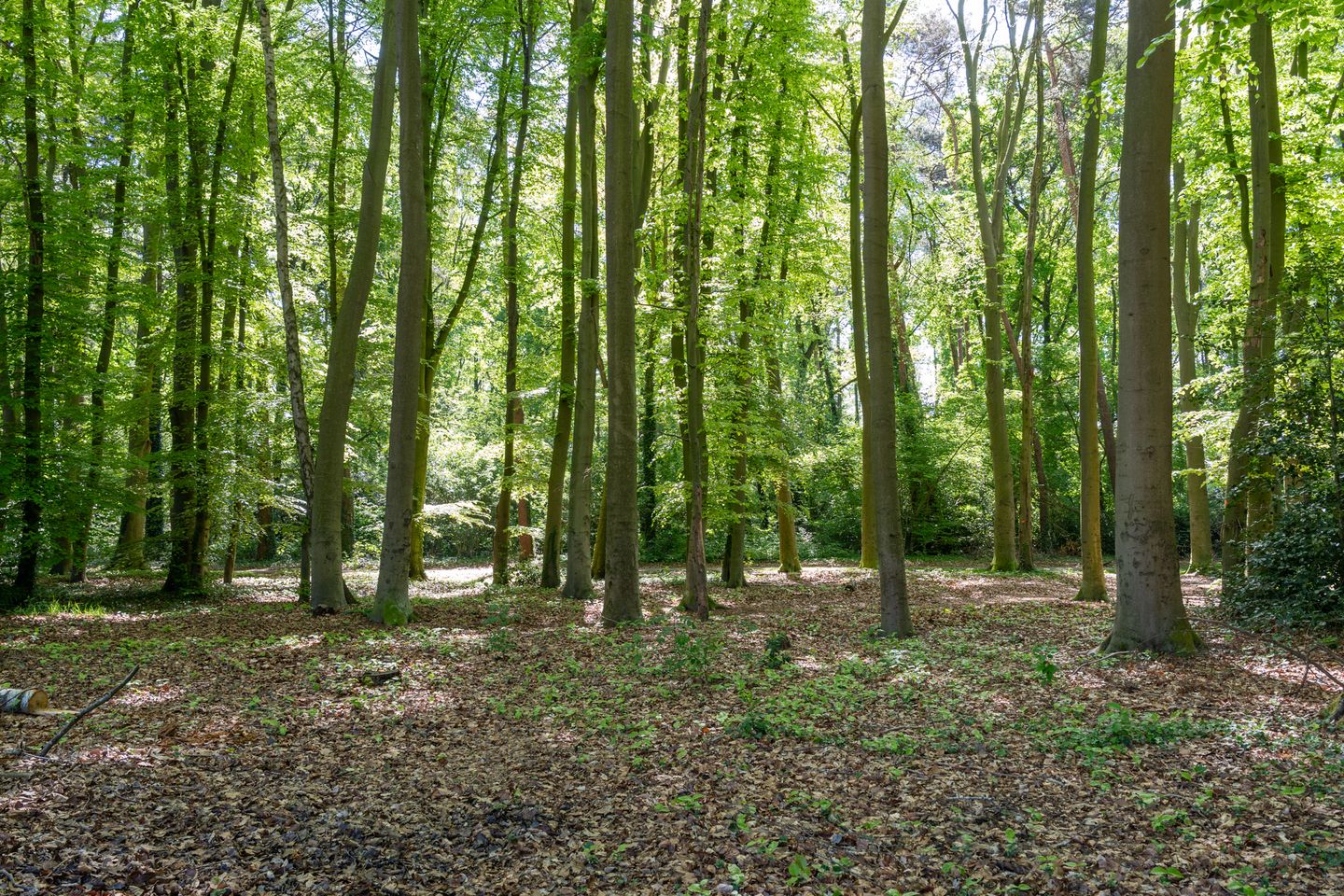 Foto 50 van Smuddeboshoek 21