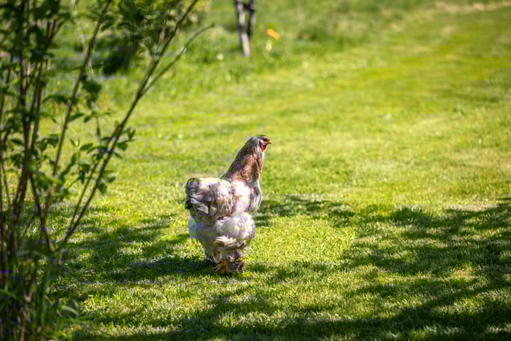 Foto 35 van Nijlandweg 2-A