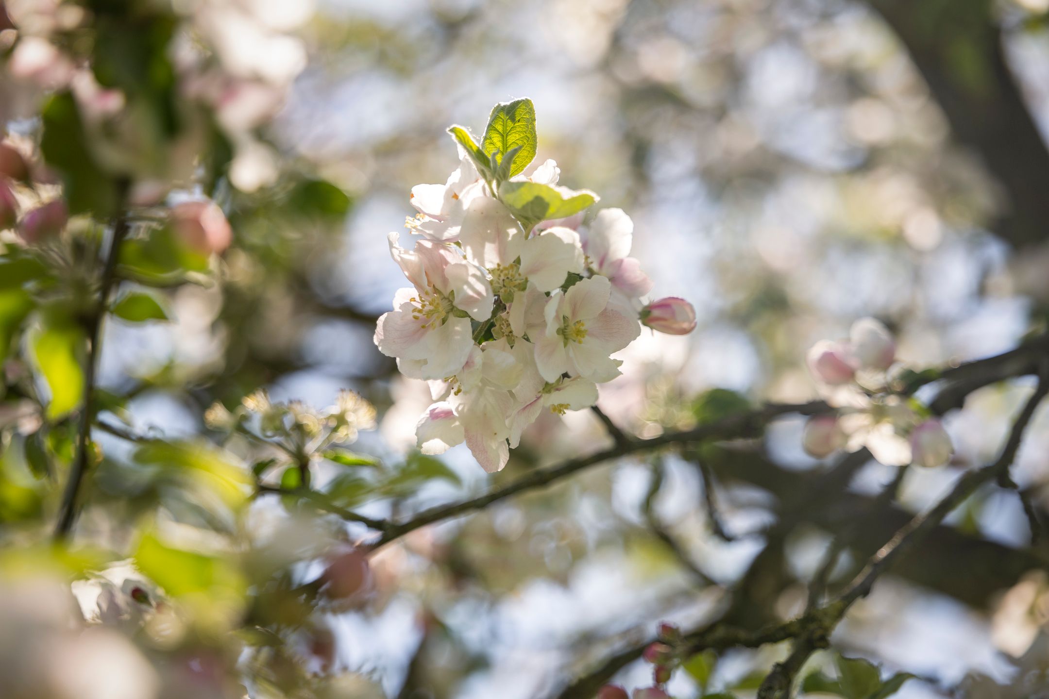 Foto 39 van Nijlandweg 2-A