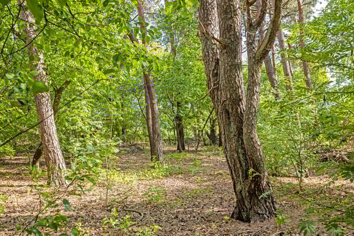 Foto 31 van Wildweg 69