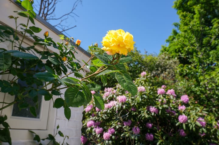 Foto 25 van Rietveld 200