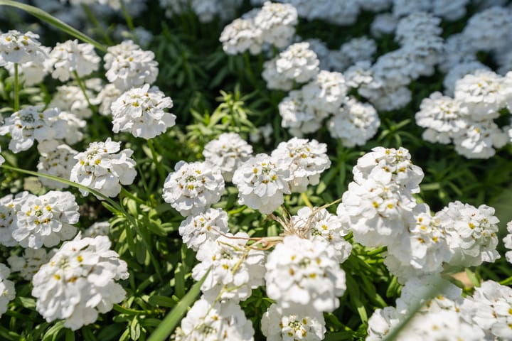 Foto 54 van Herenstraat 40