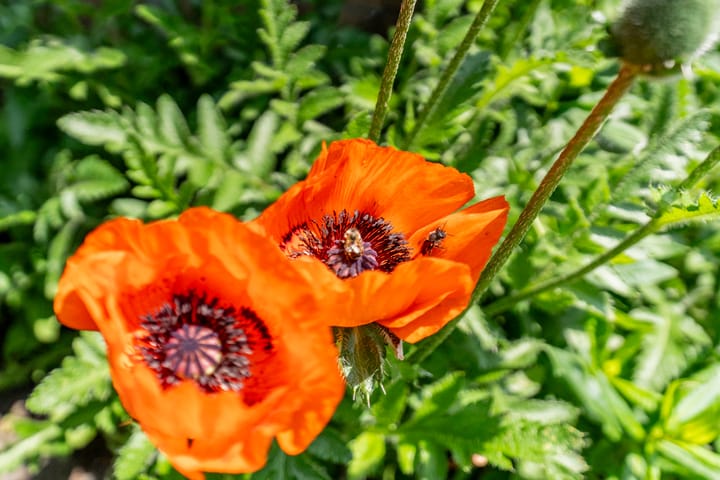 Foto 44 van De Mute 6