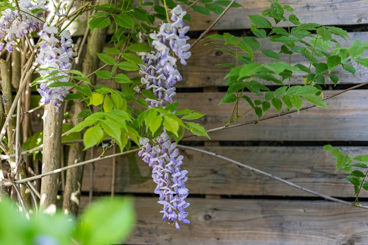 Foto 33 van Ganzevoortsingel 38