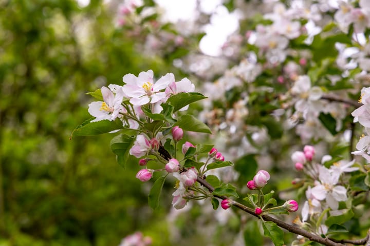 Photo 41 of Gelkenes 55