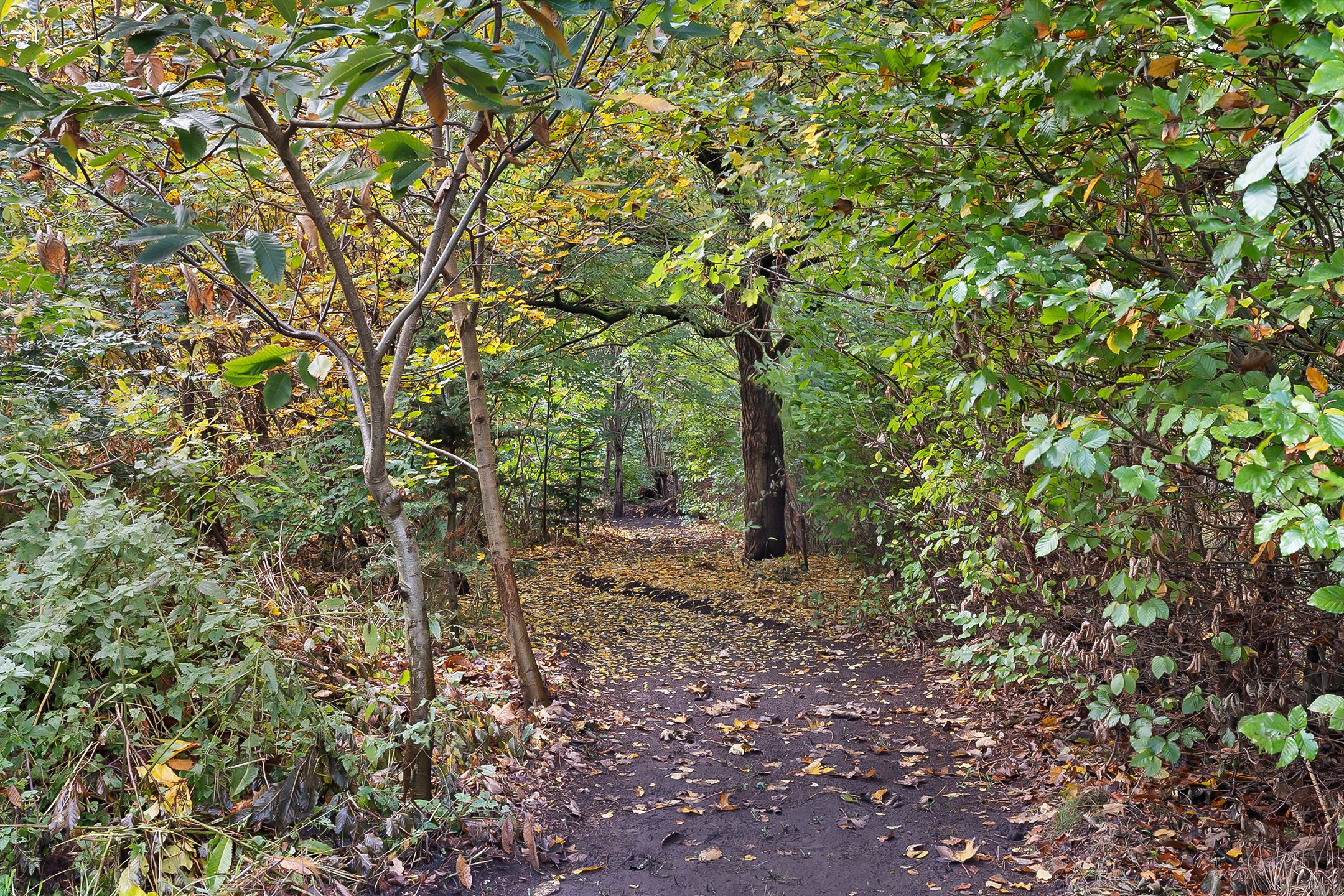 Photo 72 of Rijsdammerweg 8