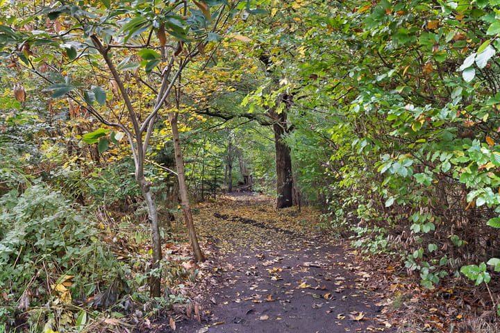 Foto 72 van Rijsdammerweg 8