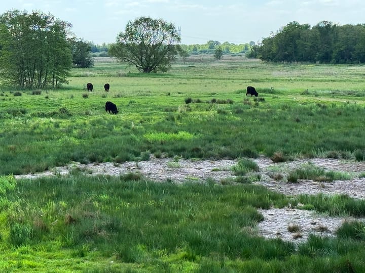 Foto 87 van Naardermeer 11