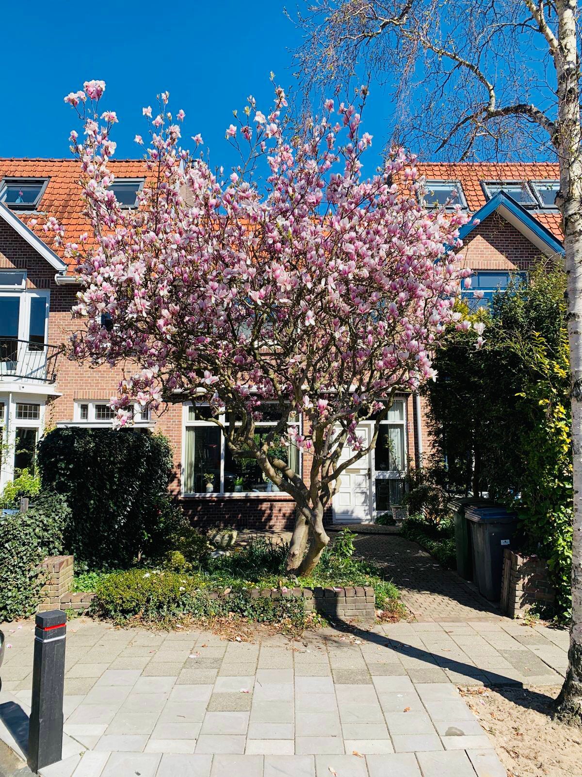 Foto 35 van Oranje Nassaulaan 53