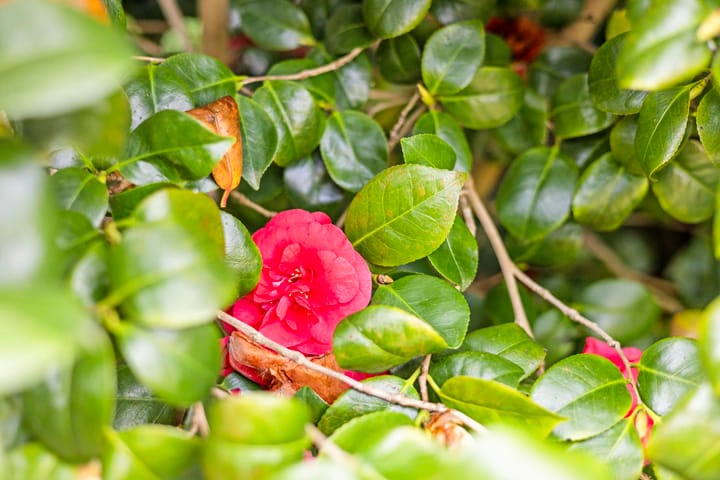 Photo 42 of Hermaat 85