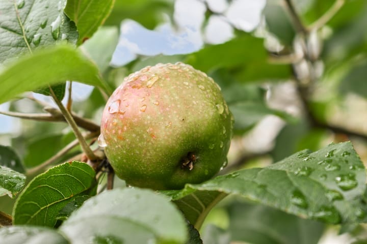 Foto 26 van Raadhuislaan 7