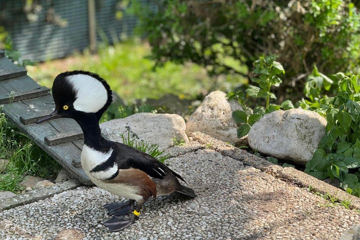 Foto 47 van Kluisstraat 37