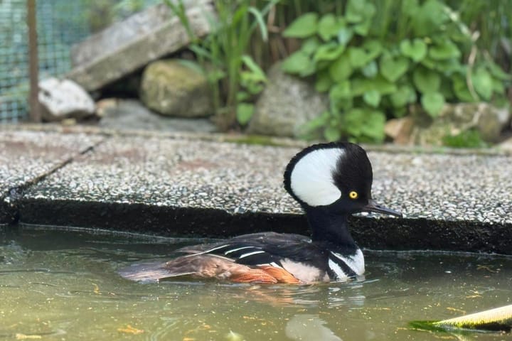 Foto 48 van Kluisstraat 37