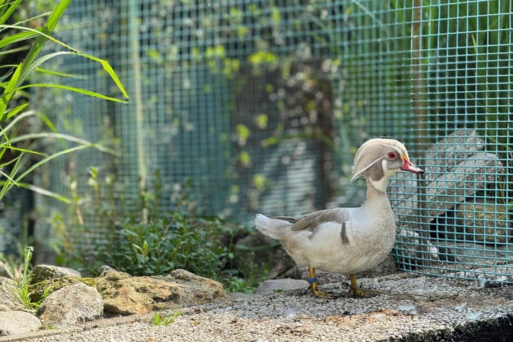 Foto 51 van Kluisstraat 37