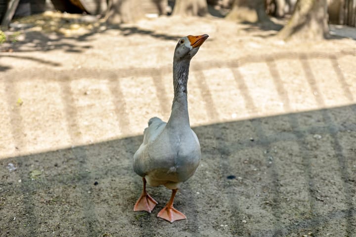 Foto 45 van Kapelstraat 34