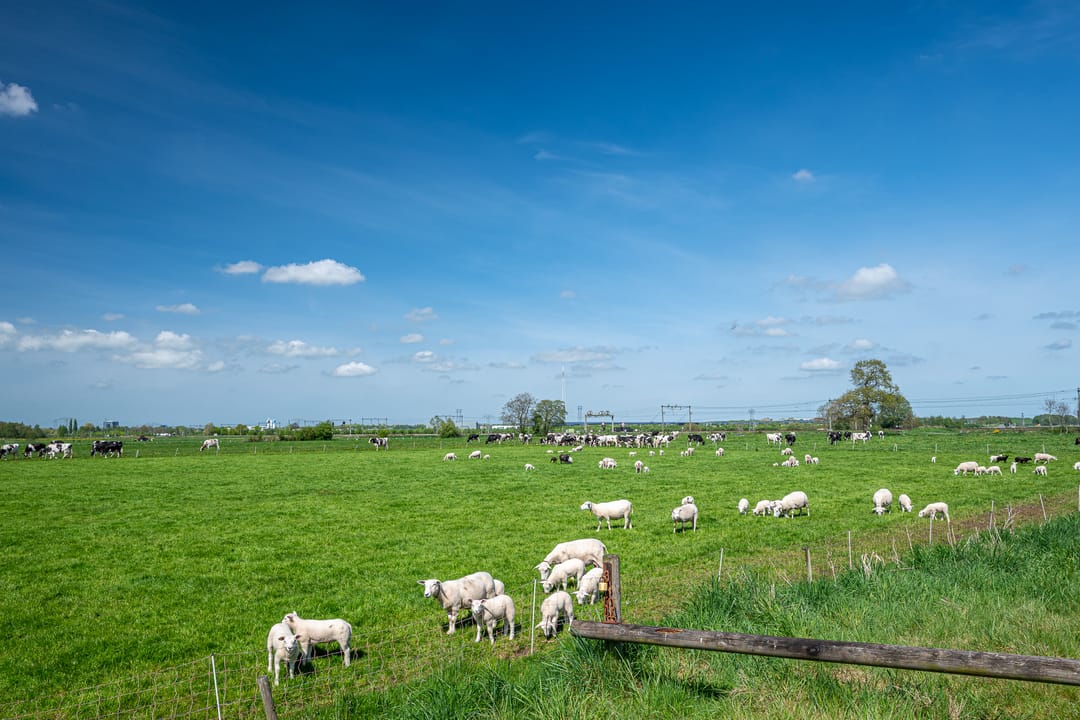 Photo 11 of Achterhoeskamp 31