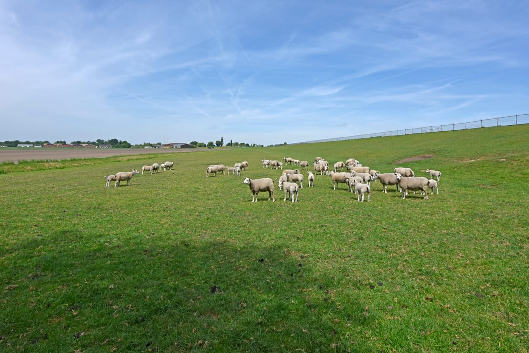 Photo 7 of Woudsedijk 18