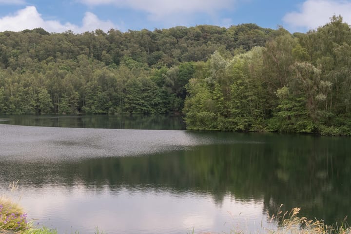 Foto 35 van Zanglijster 101