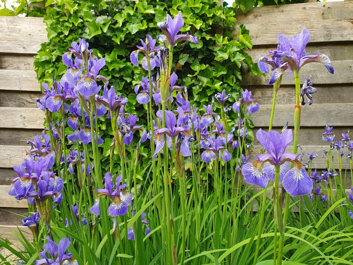 Foto 50 van Schotlaan 29