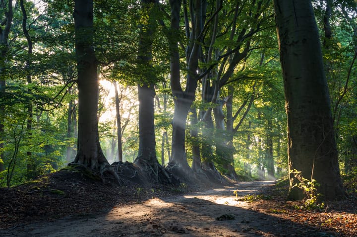 Photo 16 of Oldendiever 6