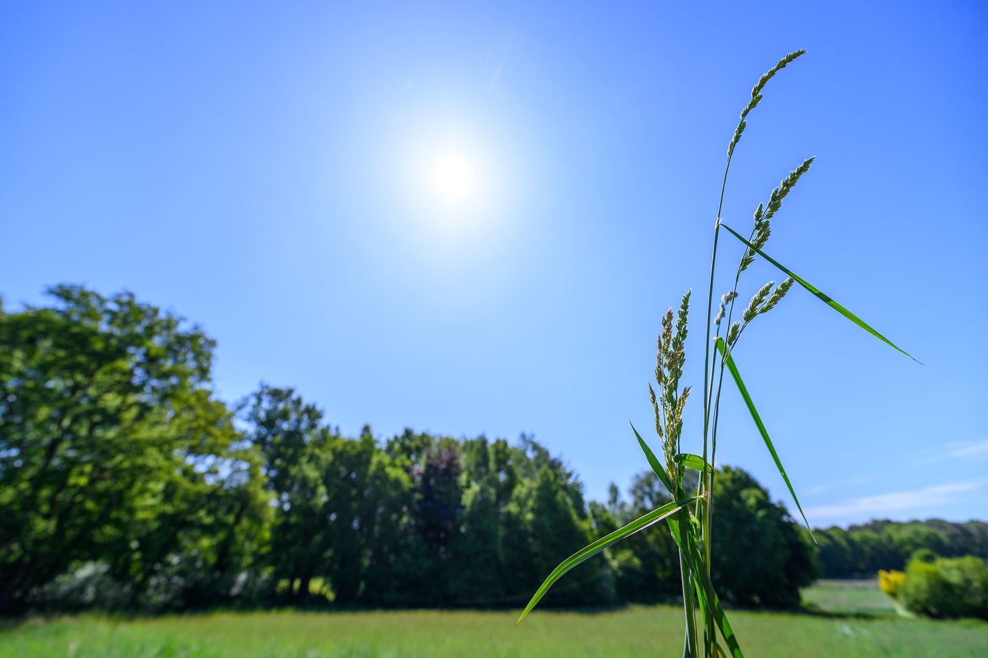 Photo 25 of Dalenk 26