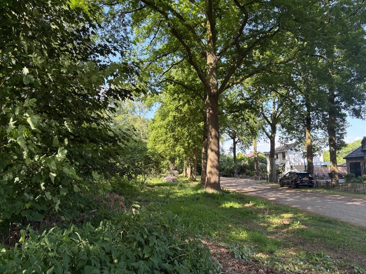 Foto 46 van Oude Rips 4