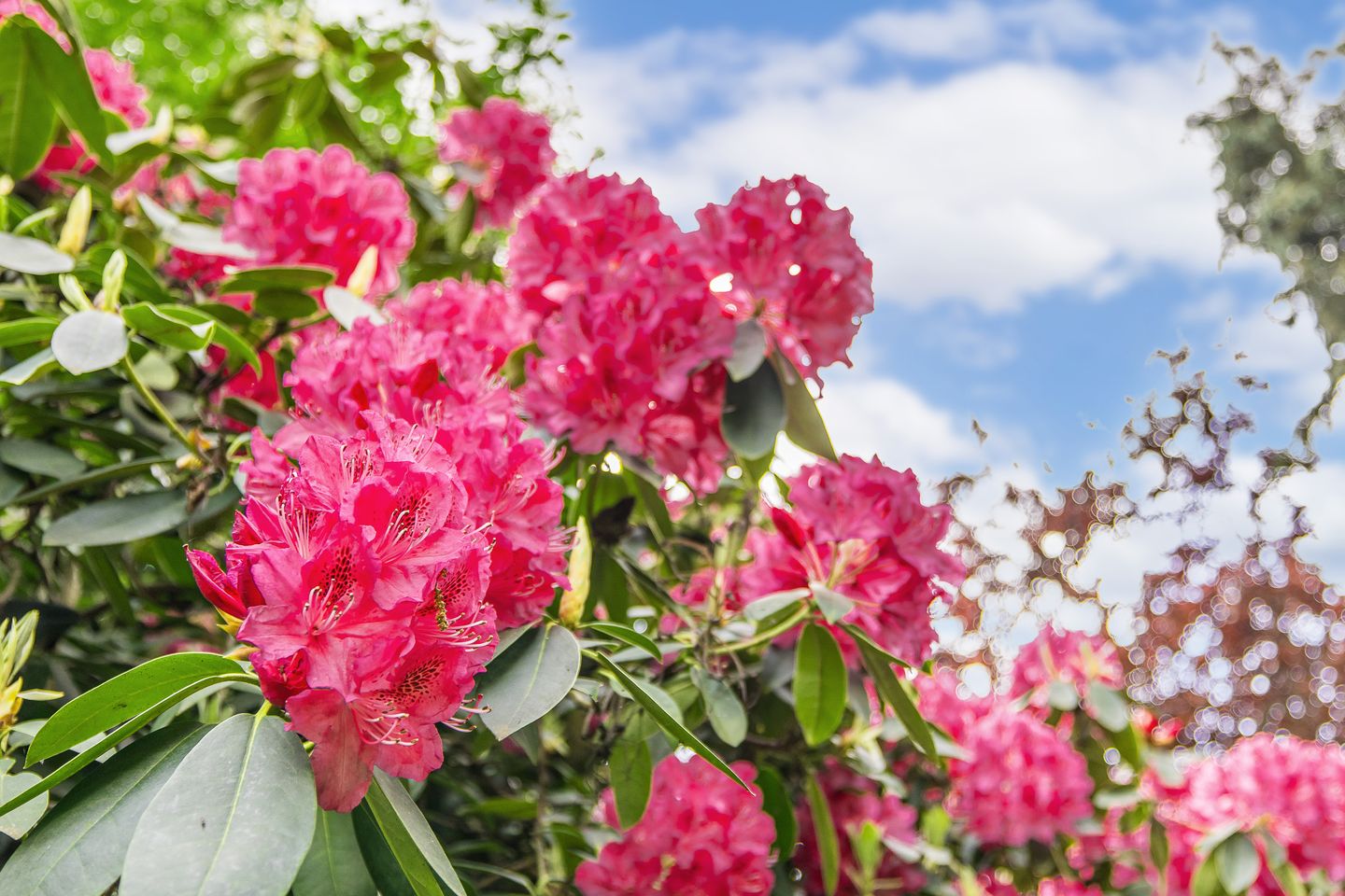 Foto 50 van Wilhelminapark 63