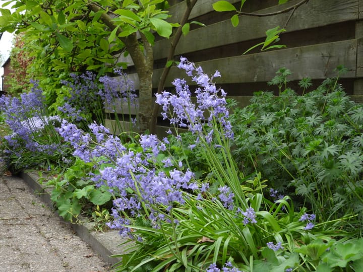 Photo 60 of Broek 50