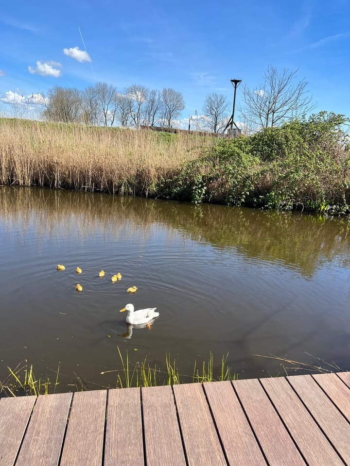 Foto 69 van Esdoornlaan 12