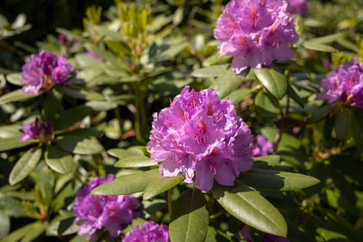 Foto 49 van Burg. Crommelinlaan 37