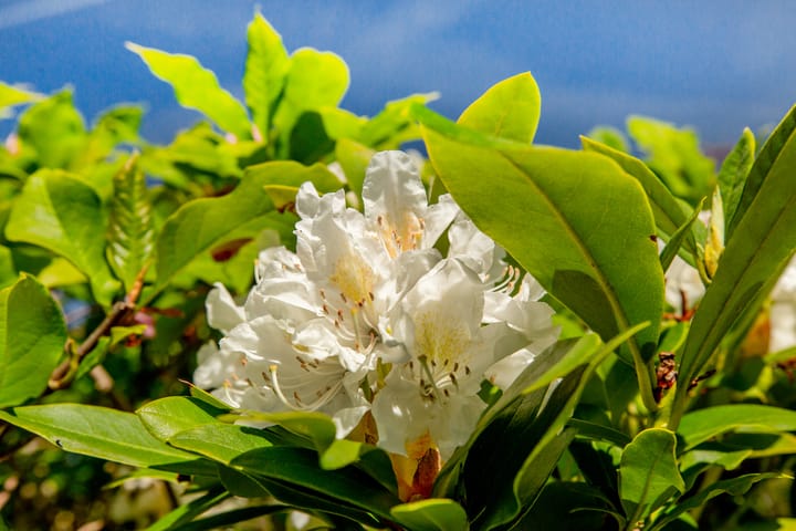 Foto 38 van Kastanjesingel 17