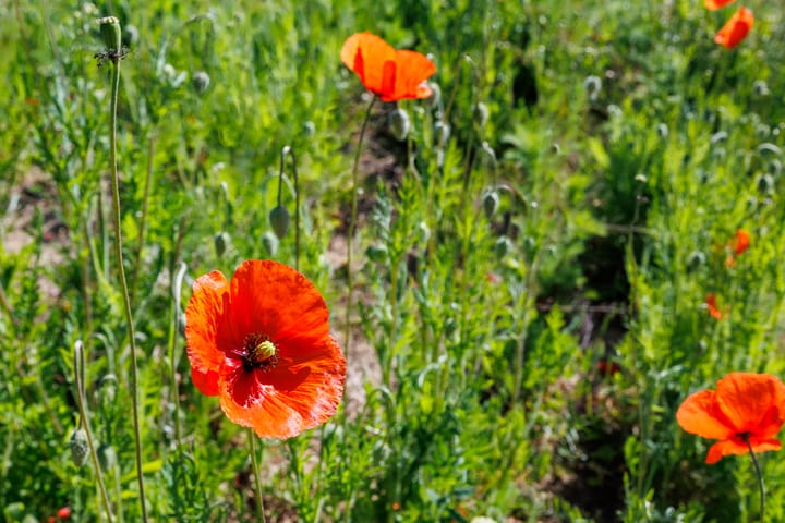 Foto 66 van Notarisstraat 7