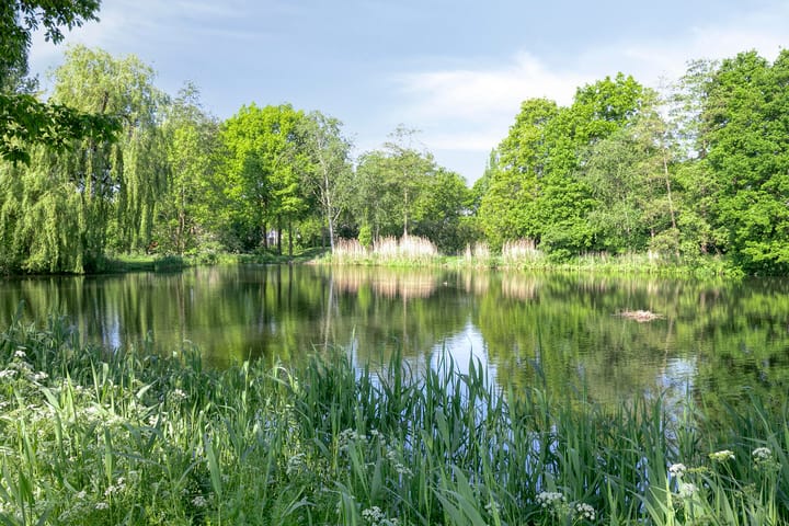 Photo 38 of Meerkoet 11