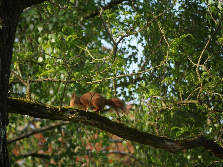 Foto 49 van Cort van der Lindenlaan 46-C