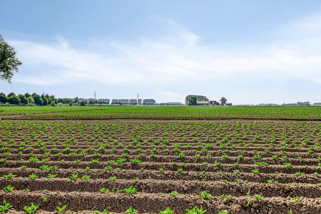 Foto 43 van Sasput 5