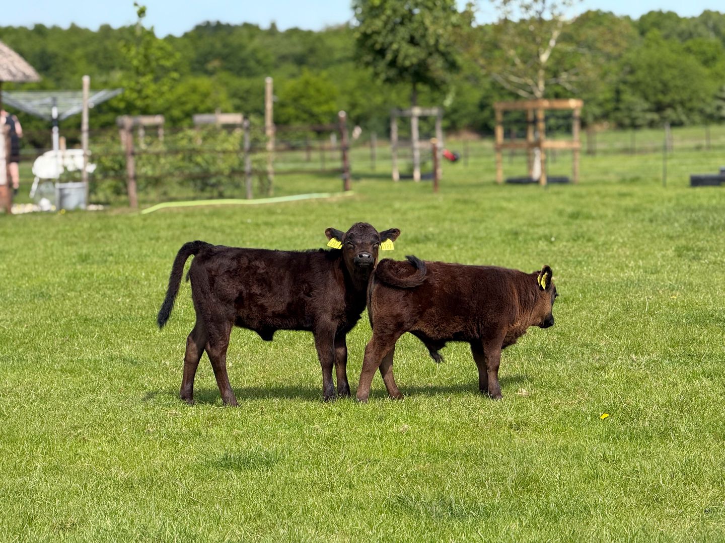 Foto 4 van Kadoelen 16