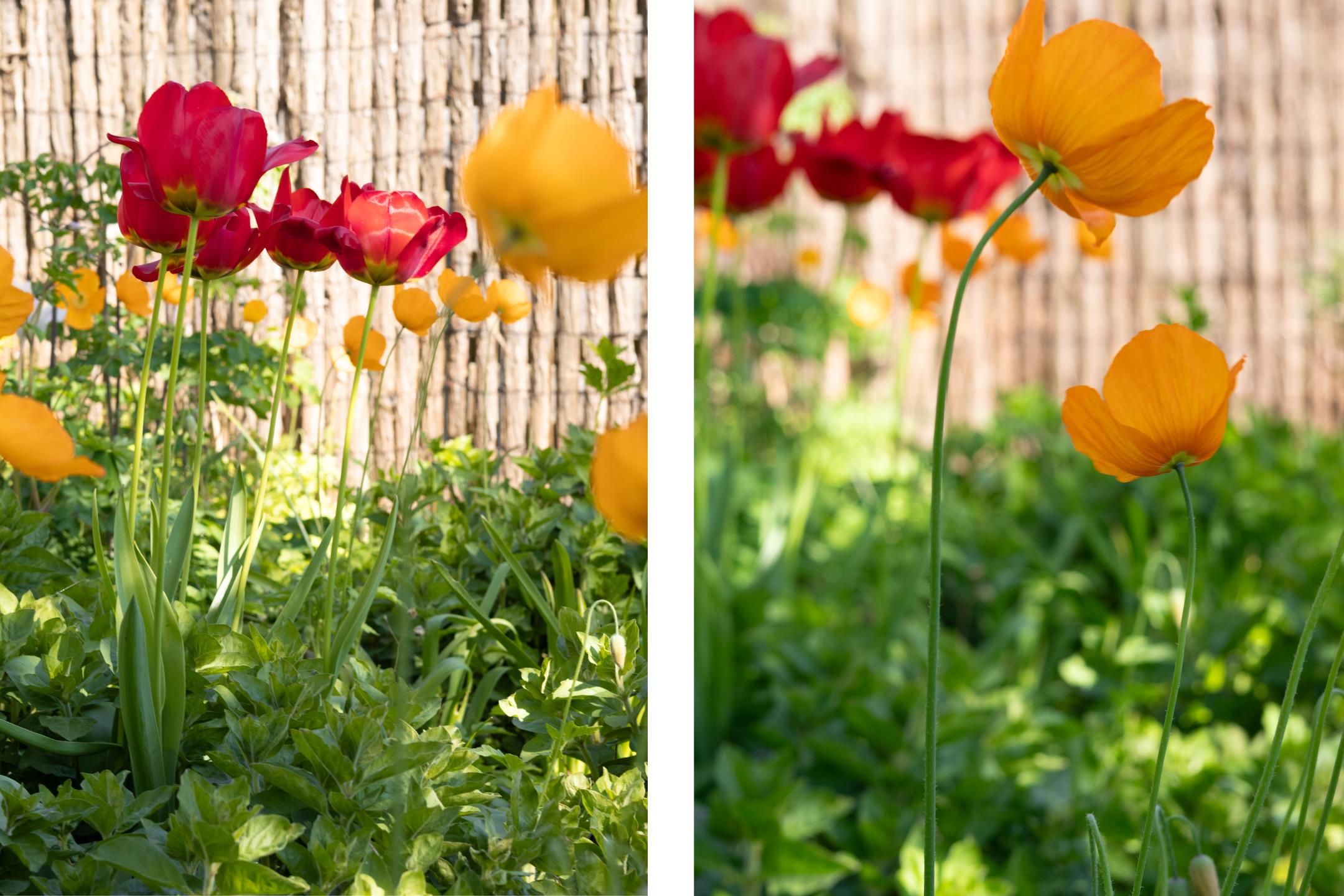 Foto 33 van Boargemaster Dukerstrjitte 24