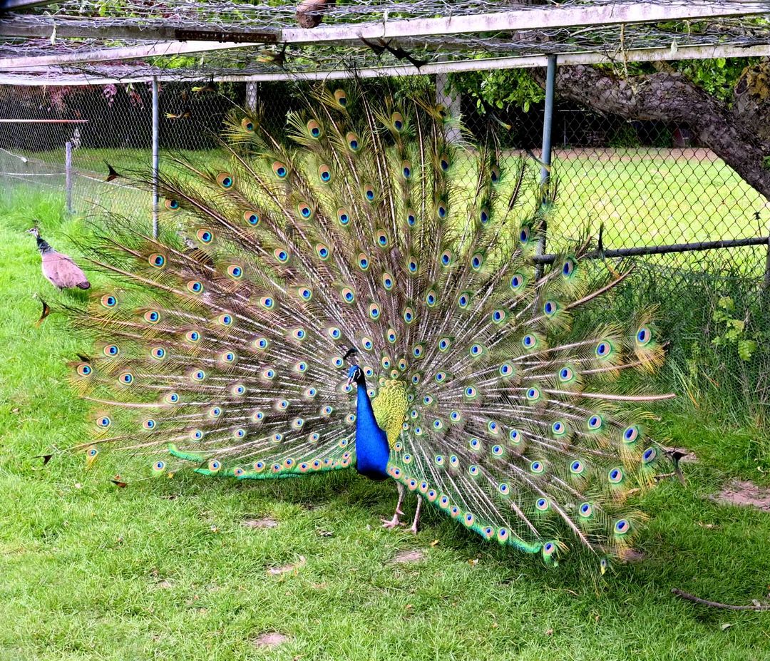 Photo 38 of Dwarsweg 15