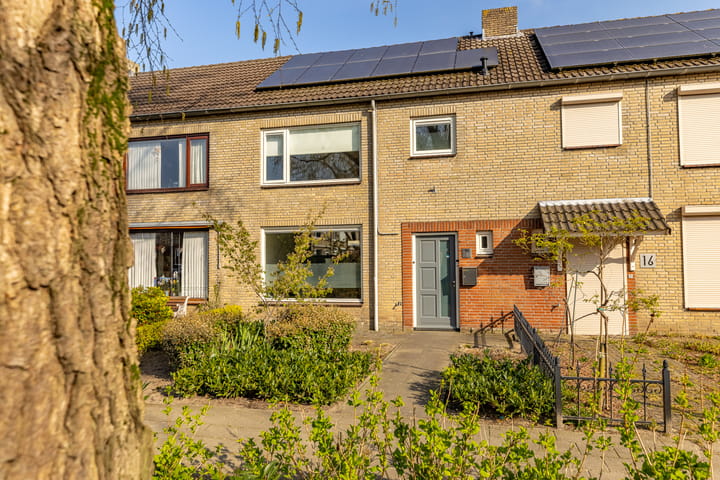 Foto 1 van Zwarte Berk 18