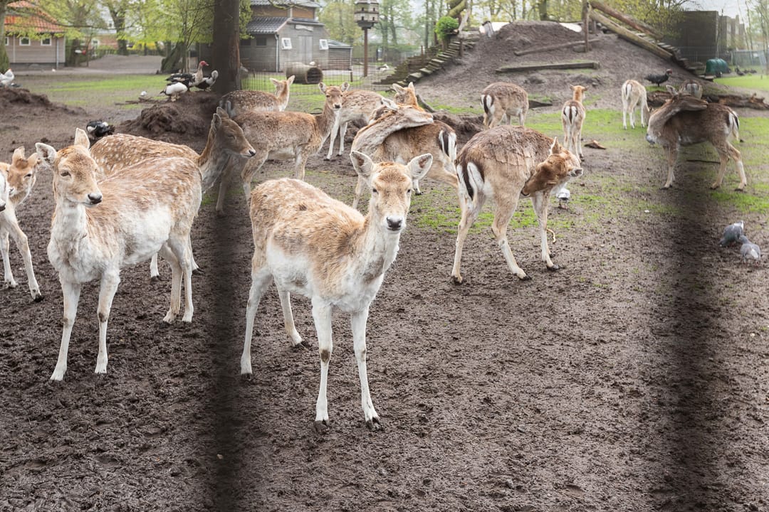 Foto 31 van De Dellen 53