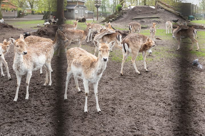 Foto 31 van De Dellen 53