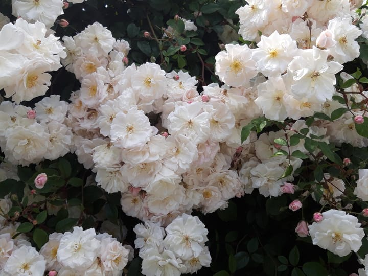 Foto 25 van van Goyenstraat 66